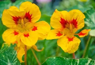 Uprawa i pielęgnacja nasturcji większej