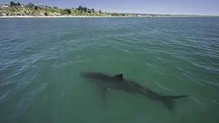 Zła wiadomość dla urlopowiczów. 3 plaże zostały zamknięte. Powód? Rekiny
