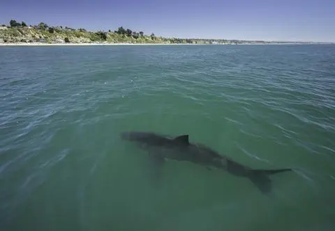 Zła wiadomość dla urlopowiczów. 3 plaże zostały zamknięte. Powód? Rekiny