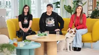 Jak uratować tureckie psy skazane na śmierć? "Są zabijane w brutalny sposób"