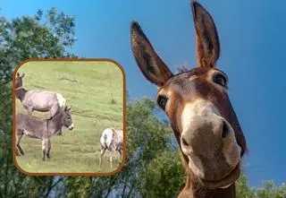 Osiołek, który zaginął 5 lat temu niespodziewanie się odnalazł. Dołączył do stada jeleni 