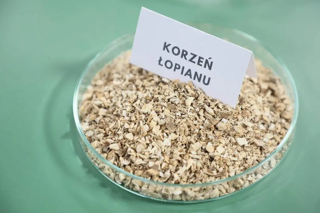 korzeń łopianu