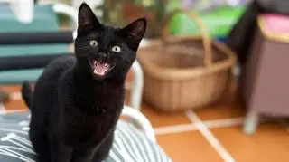 Hiszpania. Czasowy zakaz adopcji czarnych kotów
