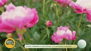 Niezwykły świat piwonii - napisy