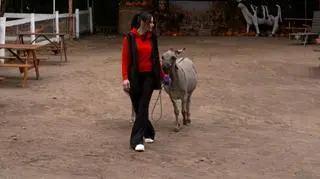 Czym jest onoterapia? "Osły mają zdrowo wywalone"