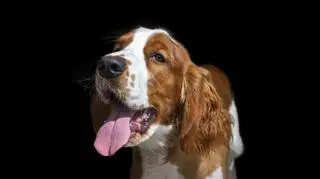 Energia na spacerze, spokój w domu - taki jest springer spaniel walijski. Poznaj go bliżej