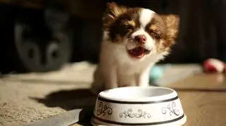 Jak wybrać odpowiednią karmę dla psa? Zapraszamy na CZAT z dietetyczką zwierzęcą