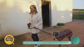 Po sezonie polowań w Hiszpanii porzuca się tysiące chartów