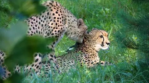 Walentynki na dziko. Nietypowa oferta gdańskiego zoo