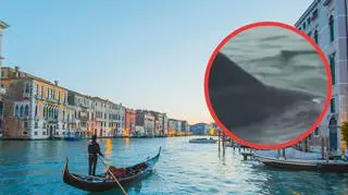 Niezwykły gość osiedlił się w weneckiej lagunie. Eksperci obawiają się bezpieczeństwo