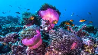 Rafa koralowa - jak powstaje i co jej zagraża? 