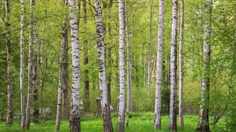 Przycinanie to sekret zdrowej i pięknej brzozy. Kiedy i jak to robić?