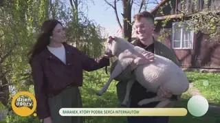 Baranek, który podbił serca internautów