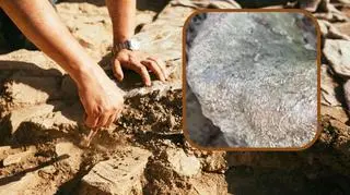 Znaleziono kość mamuta 