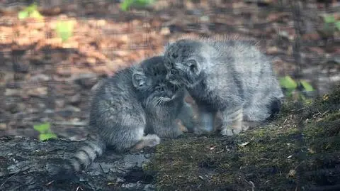 W zoo w Gdańsku urodziły się cztery manule 