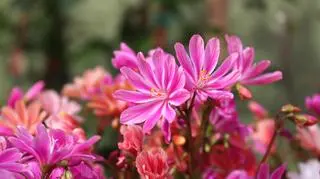 Jak wygląda uprawa lewizji?