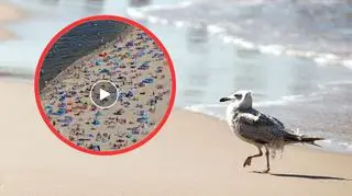Tłumy nad polskim morzem. Pokazano szokujące nagranie