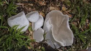Ten niezwykły grzyb przypomina włochatą żelkę, a smak ma podobny do ostrygi