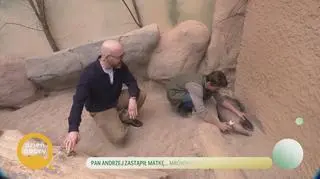 Pan Andrzej zastąpił matkę... mrównikowi