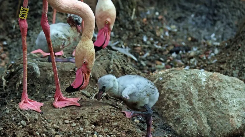 flamingi 