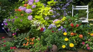 Ogród pełen kwiatów