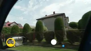 Wszechobecne tuje: upiększają czy szpecą?