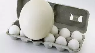 Jajo strusie na tle jaj kurzych