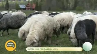 Oscypek – król podhalańskich serów – napisy