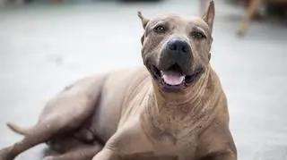 Niech nie zmyli Cie jego łagodne spojrzenie - "to kot w psiej skórze". Poznaj rasę thai ridgeback