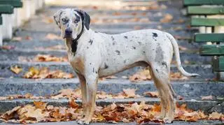 Jak wygląda i jakie ma usposobienie catahoula leopard dog?