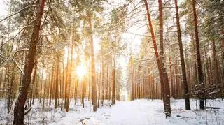 IMGW opublikował prognozę na zimę 2025/26. Czy jest szansa na białe święta?