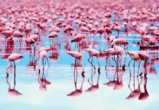 W gdańskim zoo na świat przyszły flamingi różowe. Ich kolor może zaskoczyć