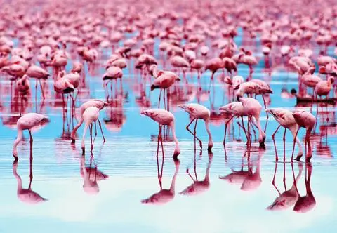 W gdańskim zoo na świat przyszły flamingi różowe. Ich kolor może zaskoczyć