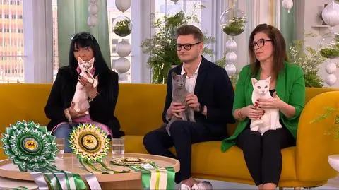 Najpiękniejsze koty