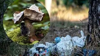 Dołącz do akcji #Zabierz5zlasu i zbieraj te okazy. Natura będzie ci wdzięczna