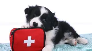 Pierwsza pomoc dla zwierząt. Jak uratować życie pupila? 