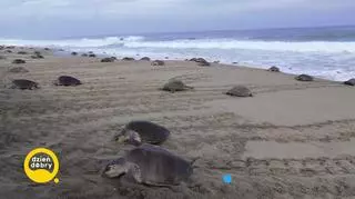 Meksykanie ratują żółwie morskie