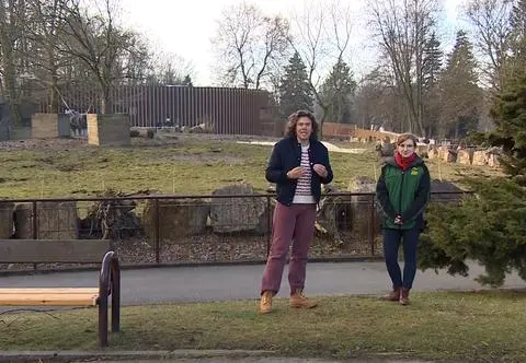 Nosorożec biały uratowany dzięki nauce? Chorzowskie ZOO walczy o umierający gatunek