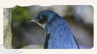 Pingwin