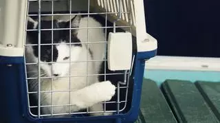kot w transporterze