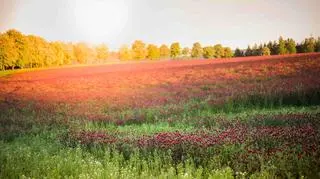 Pogoda na dzisiaj. Polska podzielona na dwie strefy. W której będzie gorąco?