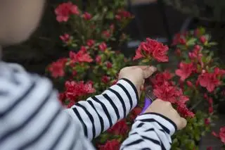 Jak uprawiać rododendrony? 