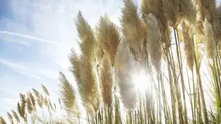 Trawa pampasowa