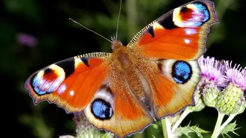 Motyl w naturalnym środowisku