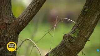 Opcja adopcja - Dyzio cz. 2
