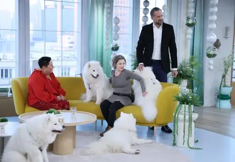 Samojed - uśmiechnięty pies północy. "Lubi być blisko człowieka" 