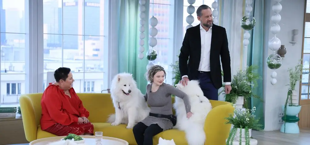 Samojed - uśmiechnięty pies północy. "Lubi być blisko człowieka" 