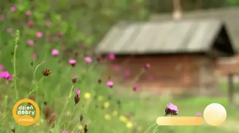 DD_20250810_Pacal_rep