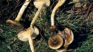 Wodnicha późna - co to za grzyb? Kiedy jest na niego sezon?