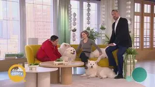 Samojed - uśmiechnięty pies północy. "Lubi być blisko człowieka" 